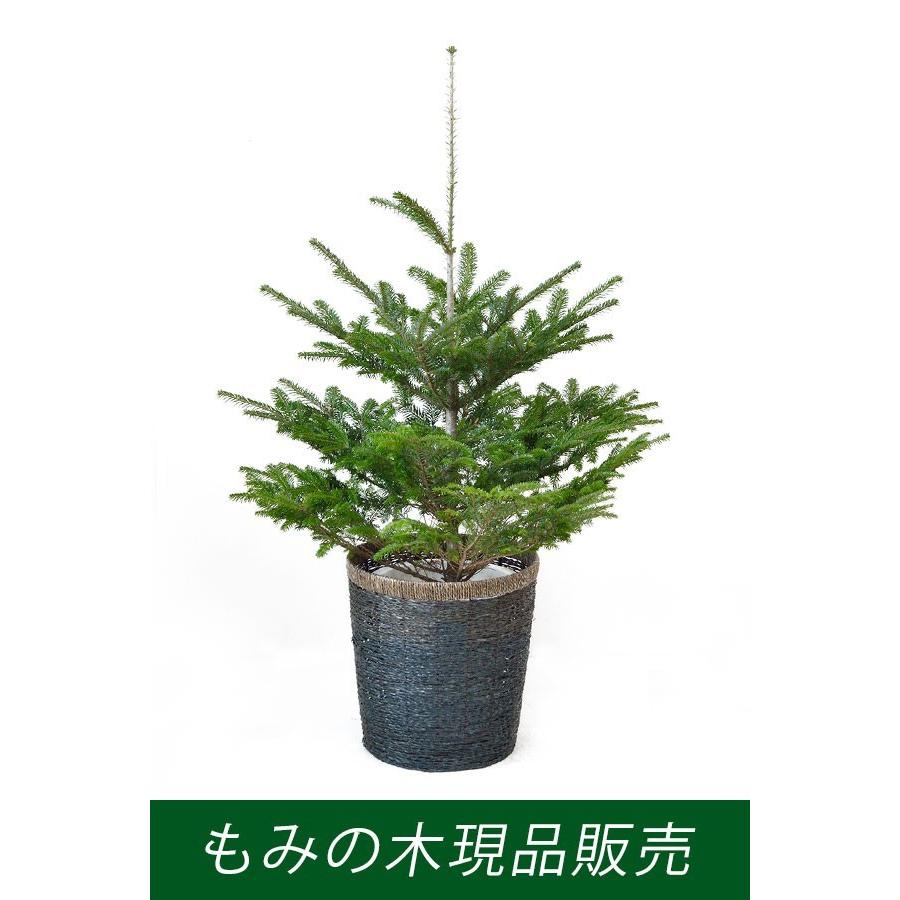 現品販売 本物のもみの木1cm 10号鉢 クリスマスツリー用 モミの木 鉢植え 鉢付き Cg 観葉植物の専門店 彩植健美 通販 Yahoo ショッピング