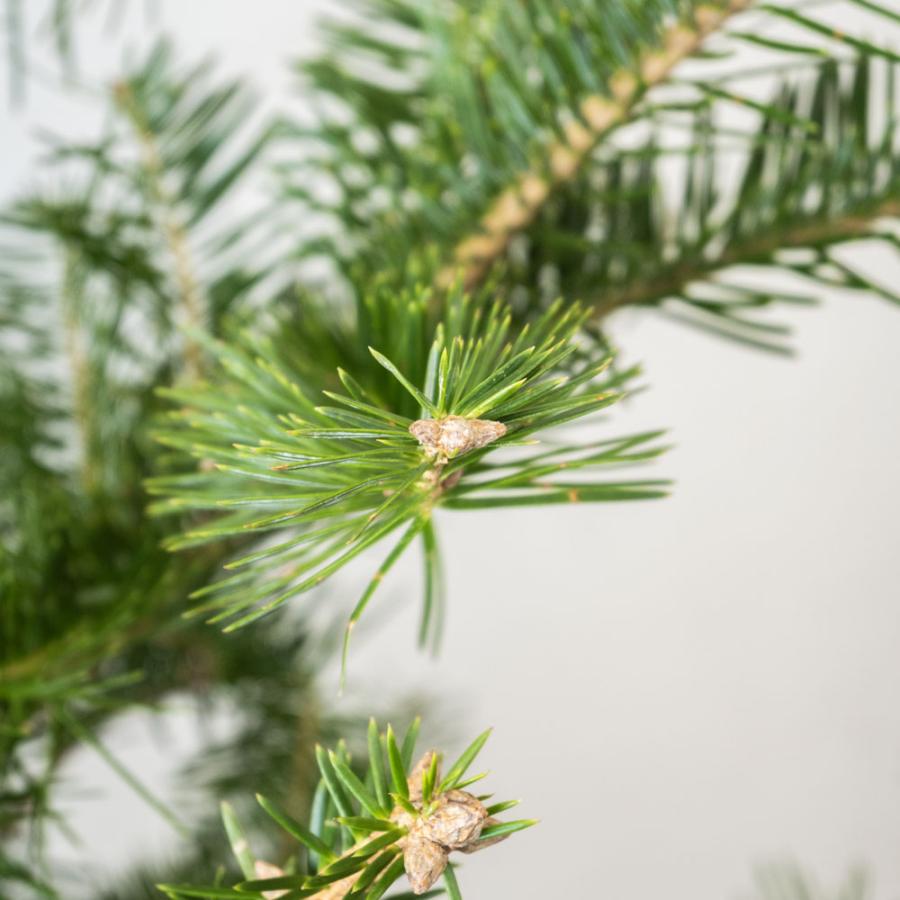 本物のもみの木150cm〜 10号鉢 クリスマスツリー用・モミの木 鉢植え