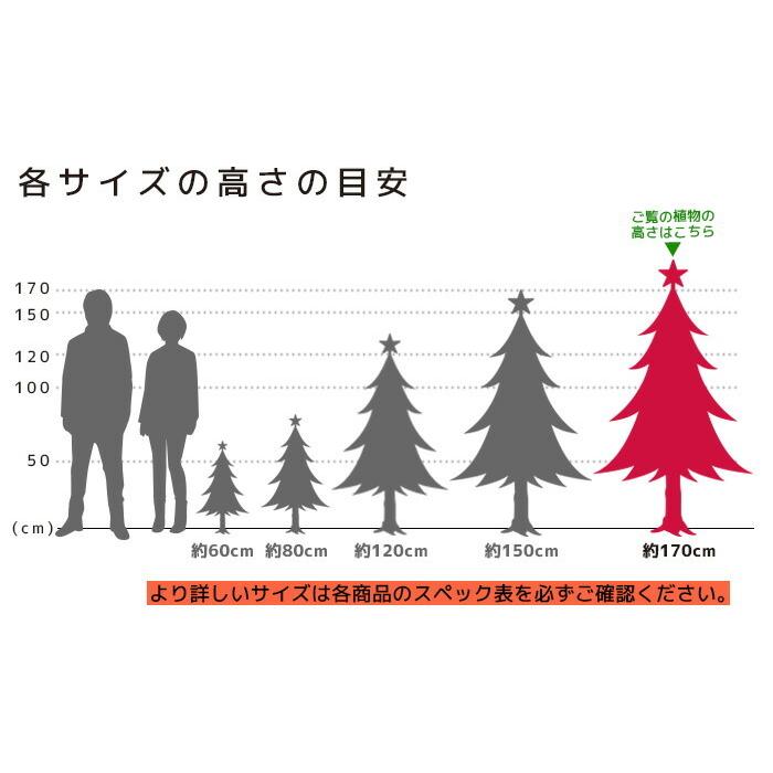 本物のもみの木170cm〜 10号鉢 クリスマスツリー用・モミの木 鉢植え