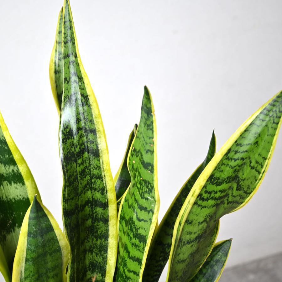 観葉植物 本物 サンスベリア ローレンティー 6号鉢 鉢カバーオプション