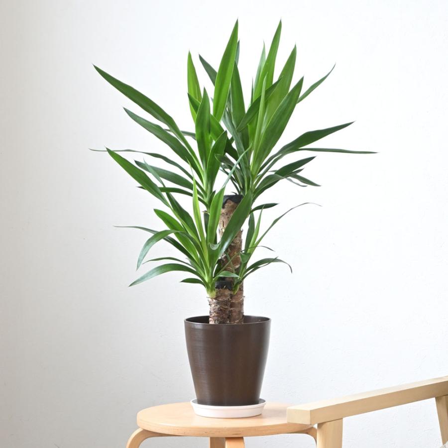 観葉植物 本物 ユッカ・エレファンティペス 6号鉢 鉢カバーオプション