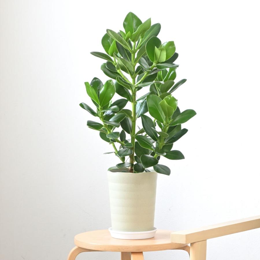 観葉植物 本物 クルシア・ロゼア 6号 鉢カバーオプション 大型 室内用