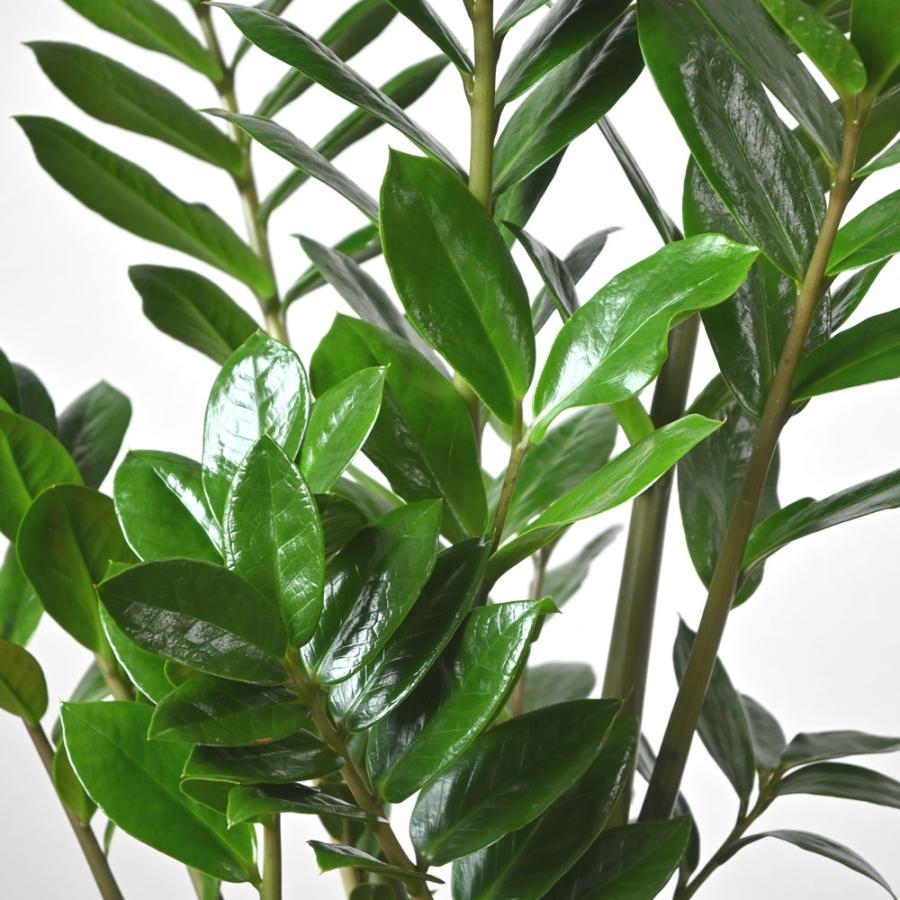 観葉植物 本物 ザミオクルカス・ザミフォーリア 6号鉢 鉢カバー 
