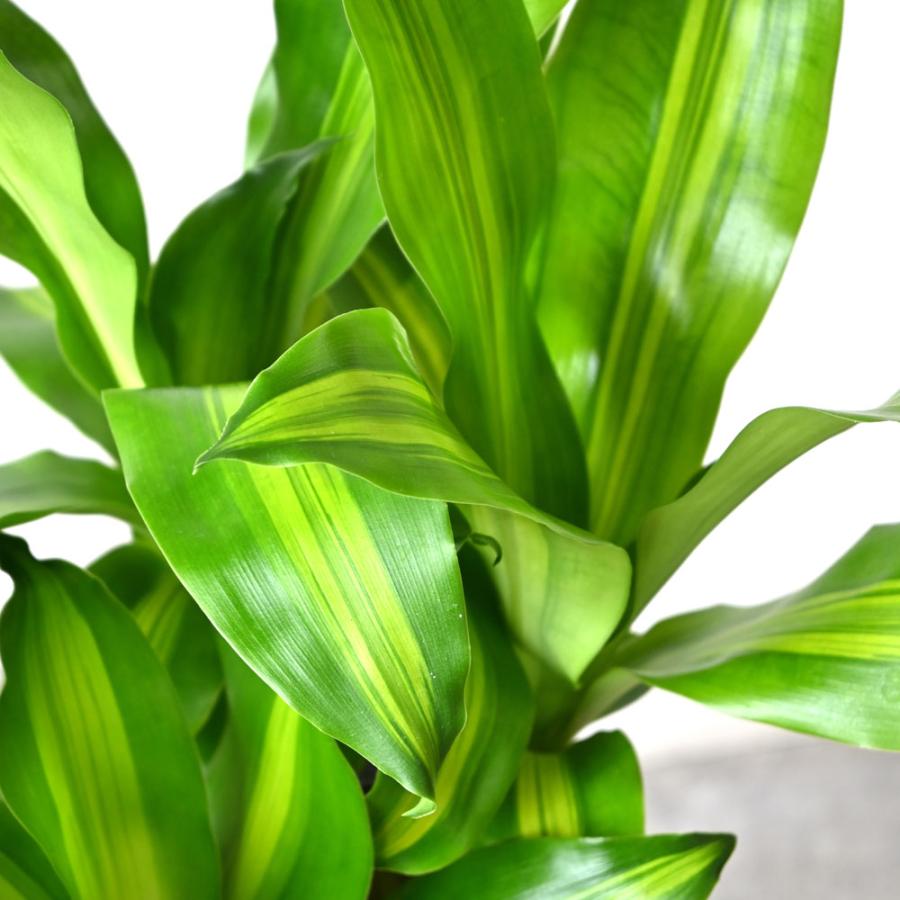 観葉植物 本物 幸福の木 ドラセナ・マッサンゲアナ 6号鉢 鉢カバー