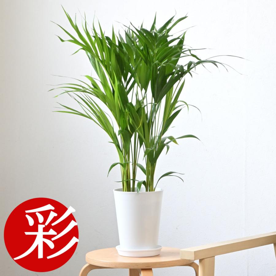 観葉植物 本物 アレカヤシ 6号鉢 鉢カバーオプション 中型 日陰に強い