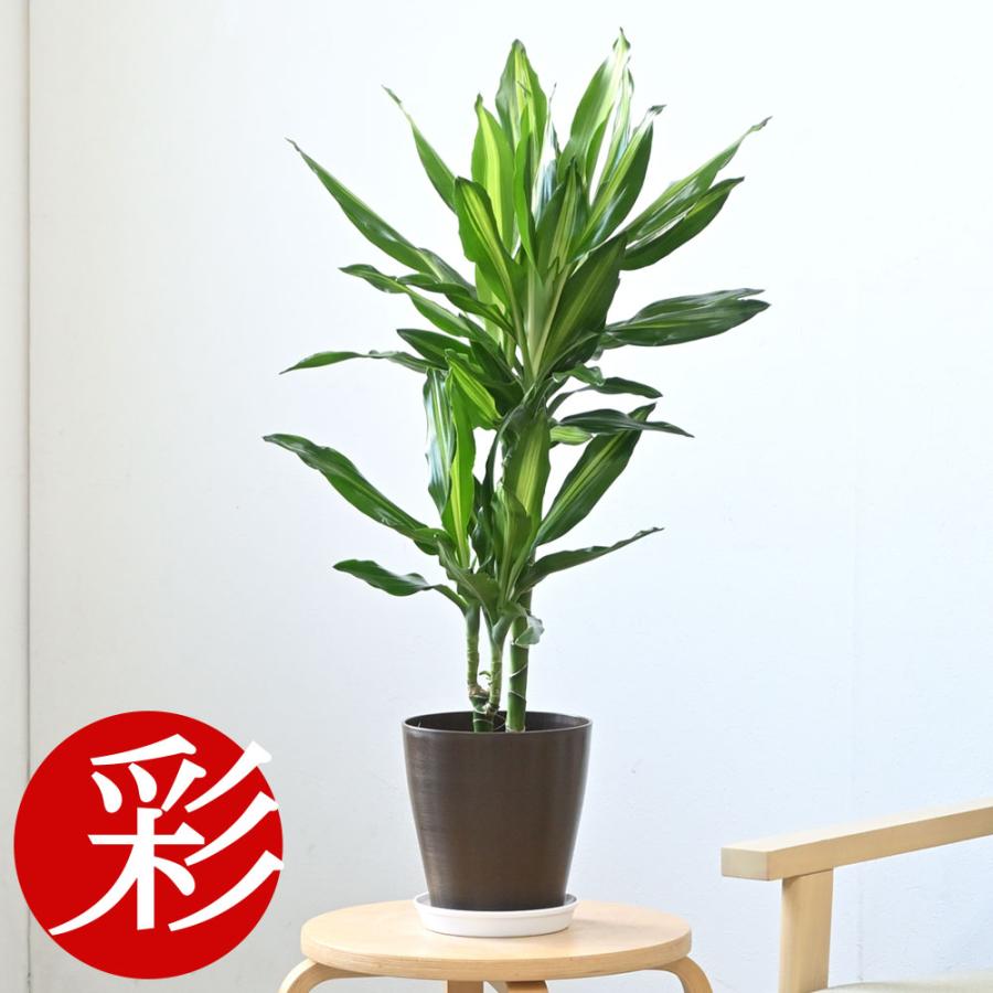 中型 赤ドラセナ 緑ドラセナ3本セット 観葉植物 本物 ドラセナ・ジェレ 6号鉢 鉢カバーオプション 中型