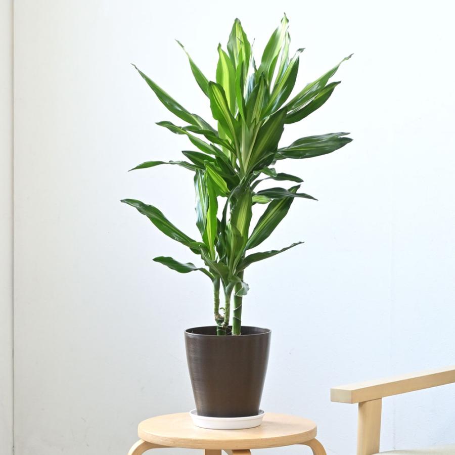 観葉植物 ドラセナ・ジェレ 6号鉢 鉢カバーオプション 中型 ドラセナジェレ 父の日｜saisyokukenbi｜02