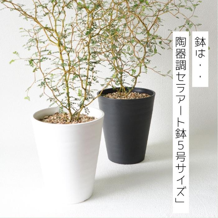 残りわずか】観葉植物 本物 ソフォラリトルベイビー（メルヘンの木