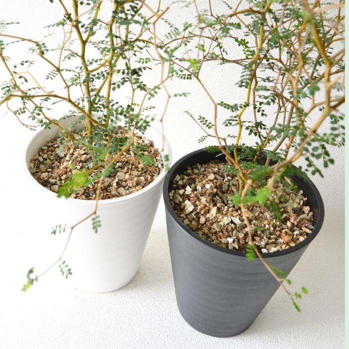 残りわずか】観葉植物 本物 ソフォラリトルベイビー（メルヘンの木