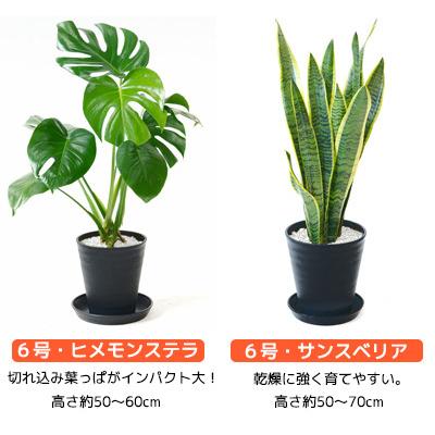 観葉植物 本物 6号鉢 種類 選べる セラアート鉢 モンステラ