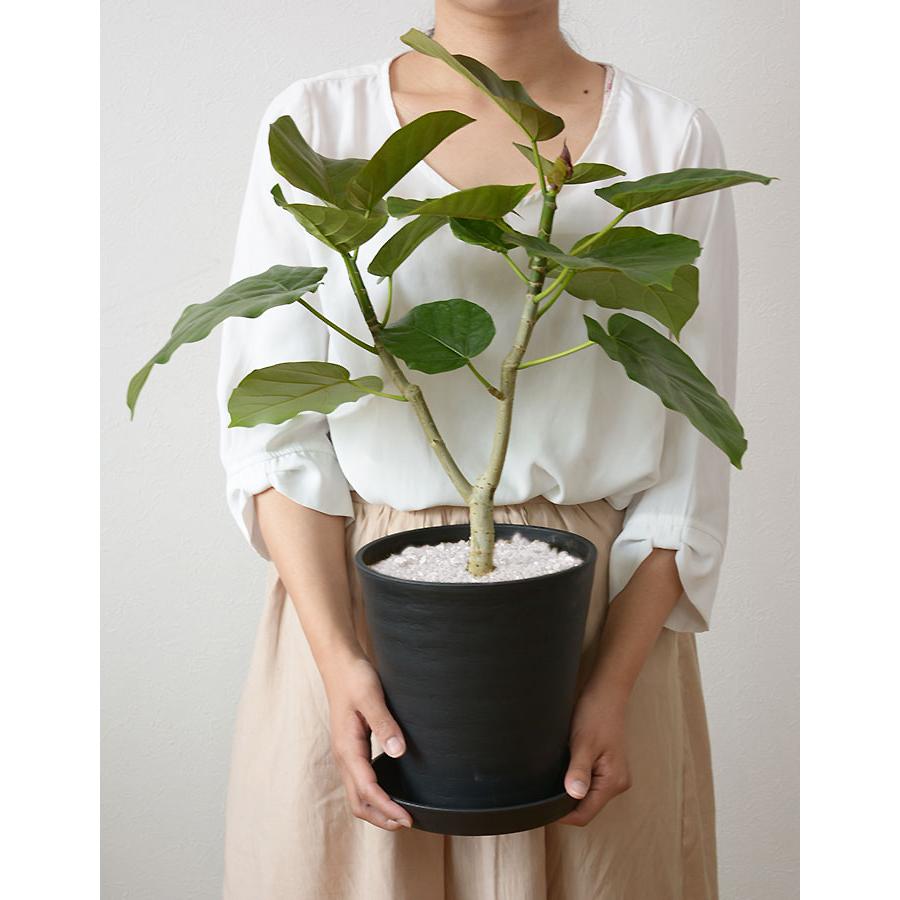 観葉植物 本物 6号鉢 種類 選べる セラアート鉢 モンステラ