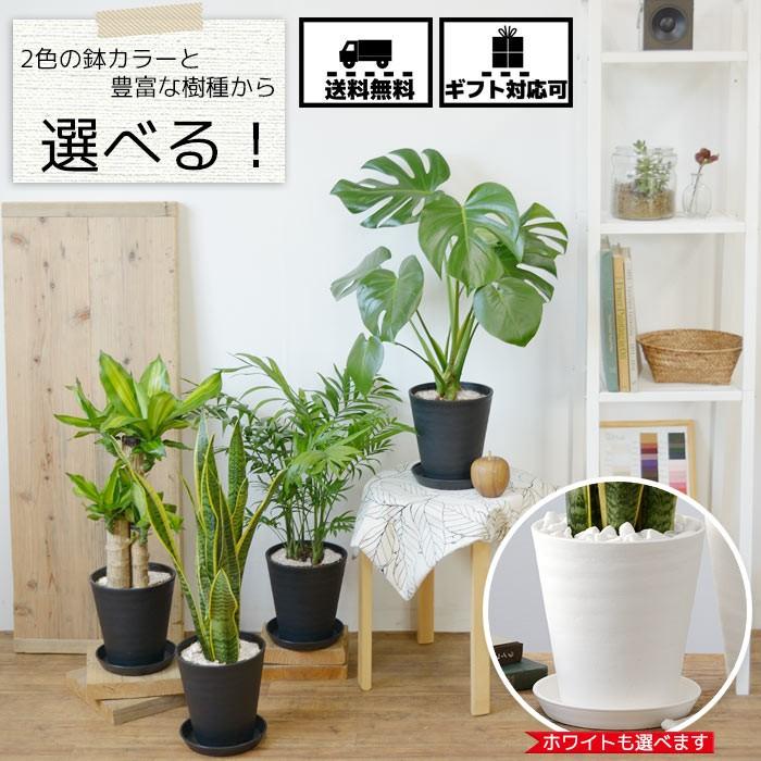 観葉植物 本物 6号鉢 種類 選べる セラアート鉢 モンステラ