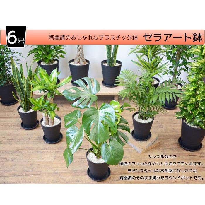 観葉植物 本物 6号鉢 種類 選べる セラアート鉢 モンステラ