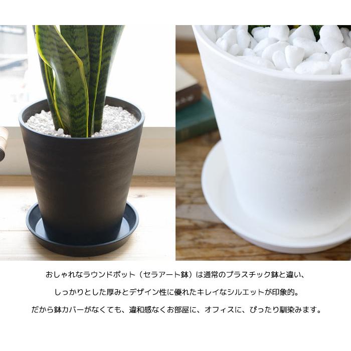 観葉植物 本物 6号鉢 種類 選べる セラアート鉢 モンステラ