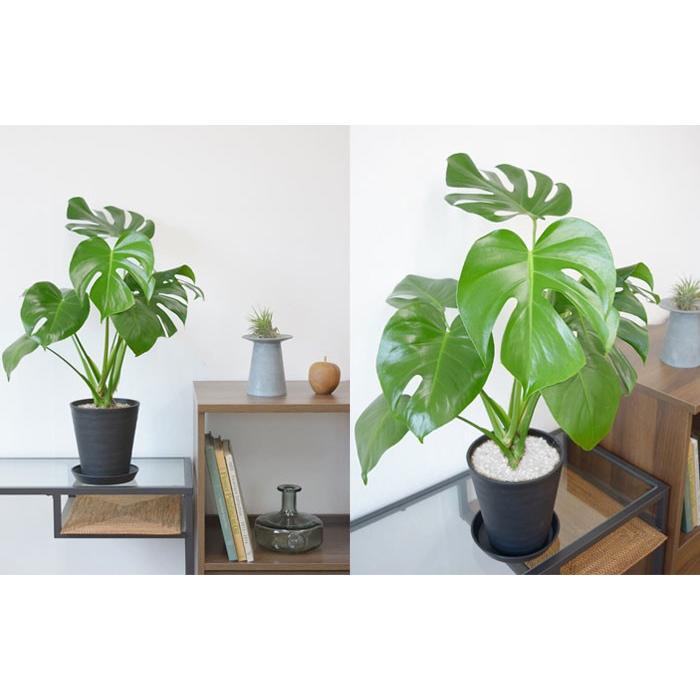 観葉植物 本物 モンステラ セラアート鉢 6号鉢 サトイモ科 中型 観葉植物 本物 モンステラ セラアート鉢 6号鉢 サトイモ科 中型