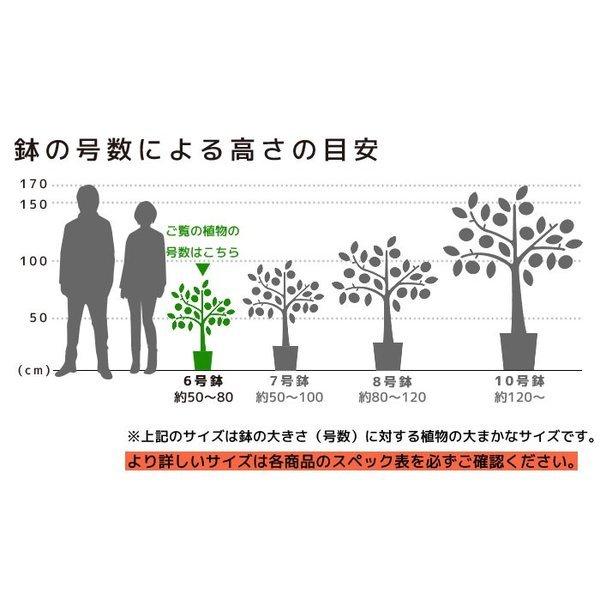 観葉植物 クルシア ロゼア セラアート鉢 6号鉢 大型 室内用 インテリア おしゃれ 開店祝い お祝い 新築祝い ブラック ホワイト セラート鉢 母の日 Cr 観葉植物の専門店 彩植健美 通販 Yahoo ショッピング