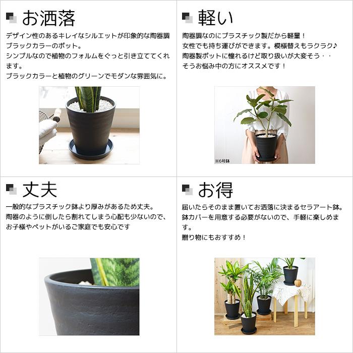 観葉植物 本物 ユッカ・エレファンティペス セラアート鉢 6号鉢 寒さに