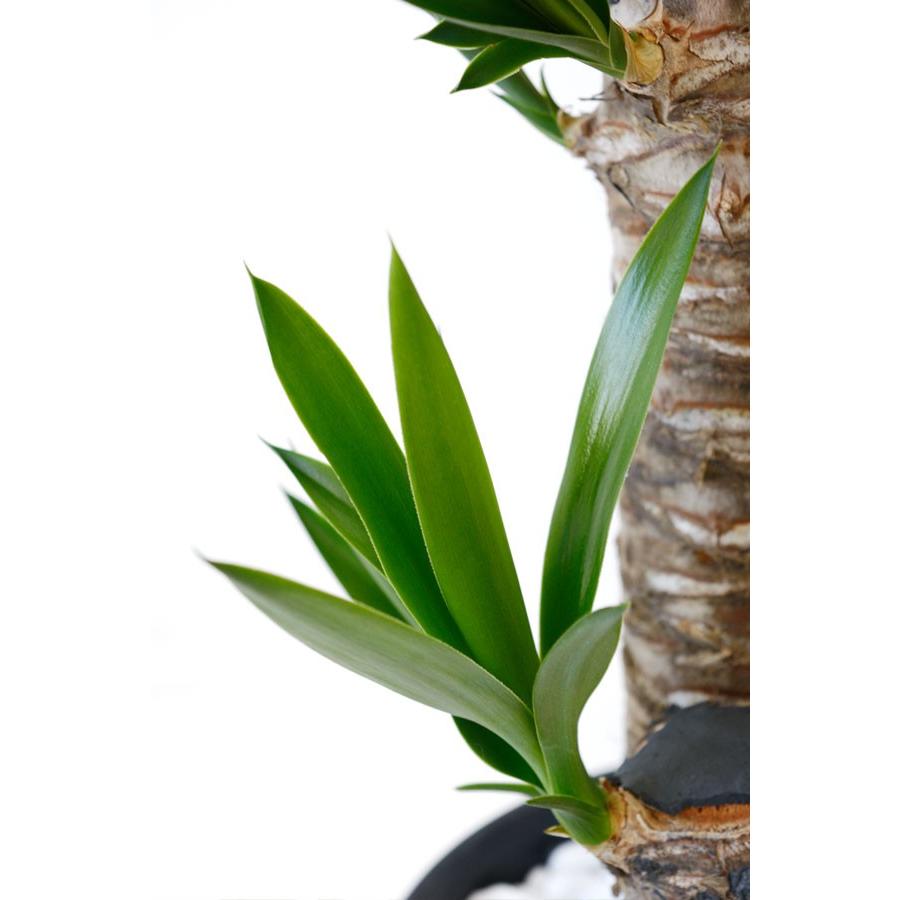 観葉植物 本物 ユッカ・エレファンティペス セラアート鉢 6号鉢 寒さに