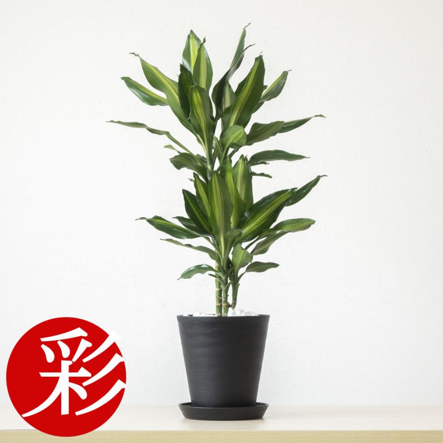 観葉植物 本物 ドラセナ・ジェレ セラアート鉢 6号鉢 室内用