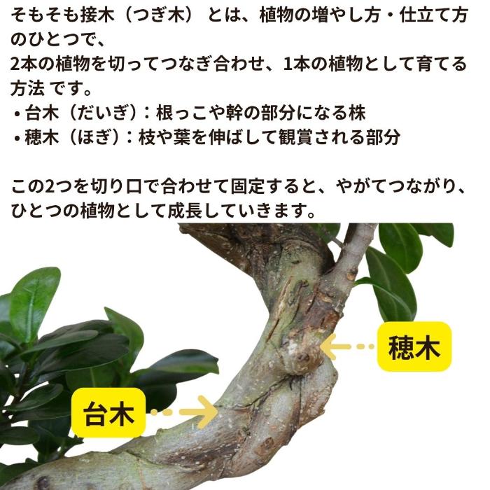 観葉植物 本物 ガジュマル昇り龍セラアート鉢 7号鉢 大型 インテリア