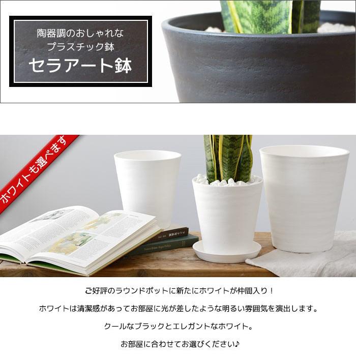 観葉植物 本物 サンスベリア・ローレンティー セラアート鉢 8号鉢 大型