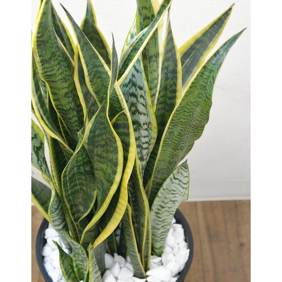 観葉植物 本物 サンスベリア・ローレンティー セラアート鉢 8号鉢 大型