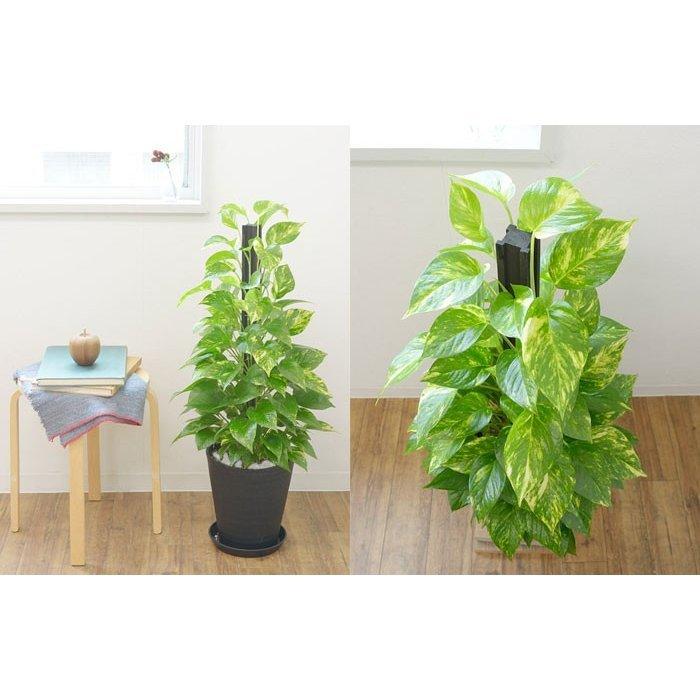 観葉植物 ポトス ヘゴ仕立て セラアート鉢 8号鉢 大型 室内用 インテリア おしゃれ オウゴンカズラ 開店祝い お祝い 新築祝い ブラック ホワイト 母の日 Cr 観葉植物の専門店 彩植健美 通販 Yahoo ショッピング