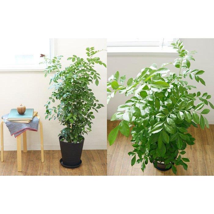 観葉植物 本物 ゲッキツ シルクジャスミン セラアート鉢 8号鉢 大型