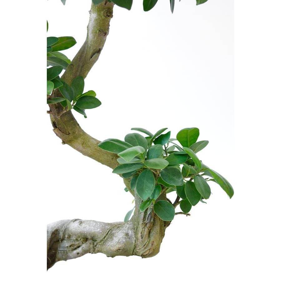 観葉植物 本物 ガジュマル 昇り竜 セラアート鉢 8号鉢 大型 観葉植物 本物 ガジュマル 昇り竜 セラアート鉢 8号鉢 大型