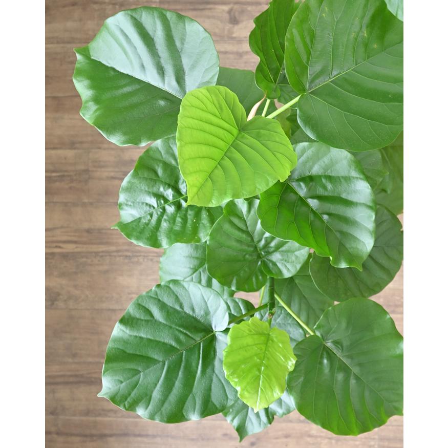 観葉植物 本物 フィカス・ウンベラータ セラアート鉢 8号鉢 大型 室内
