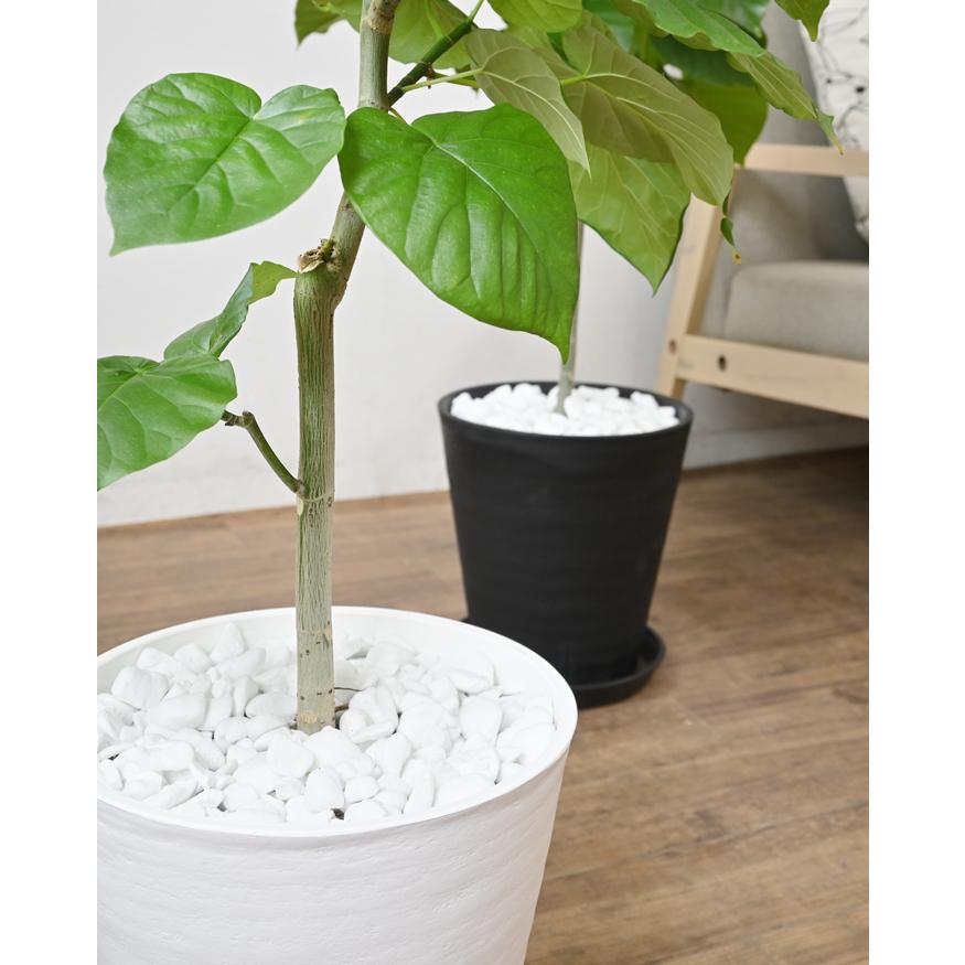 観葉植物 本物 フィカス・ウンベラータ セラアート鉢 8号鉢 大型 室内