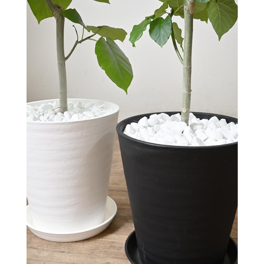 観葉植物 本物 フィカス・ウンベラータ セラアート鉢 8号鉢 大型 室内
