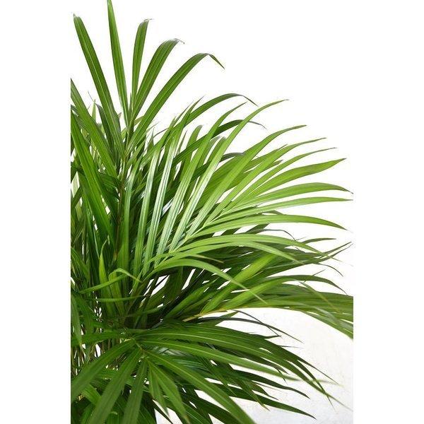 観葉植物 本物 アレカヤシ セラアート鉢 8号鉢 大型 ブラック ホワイト