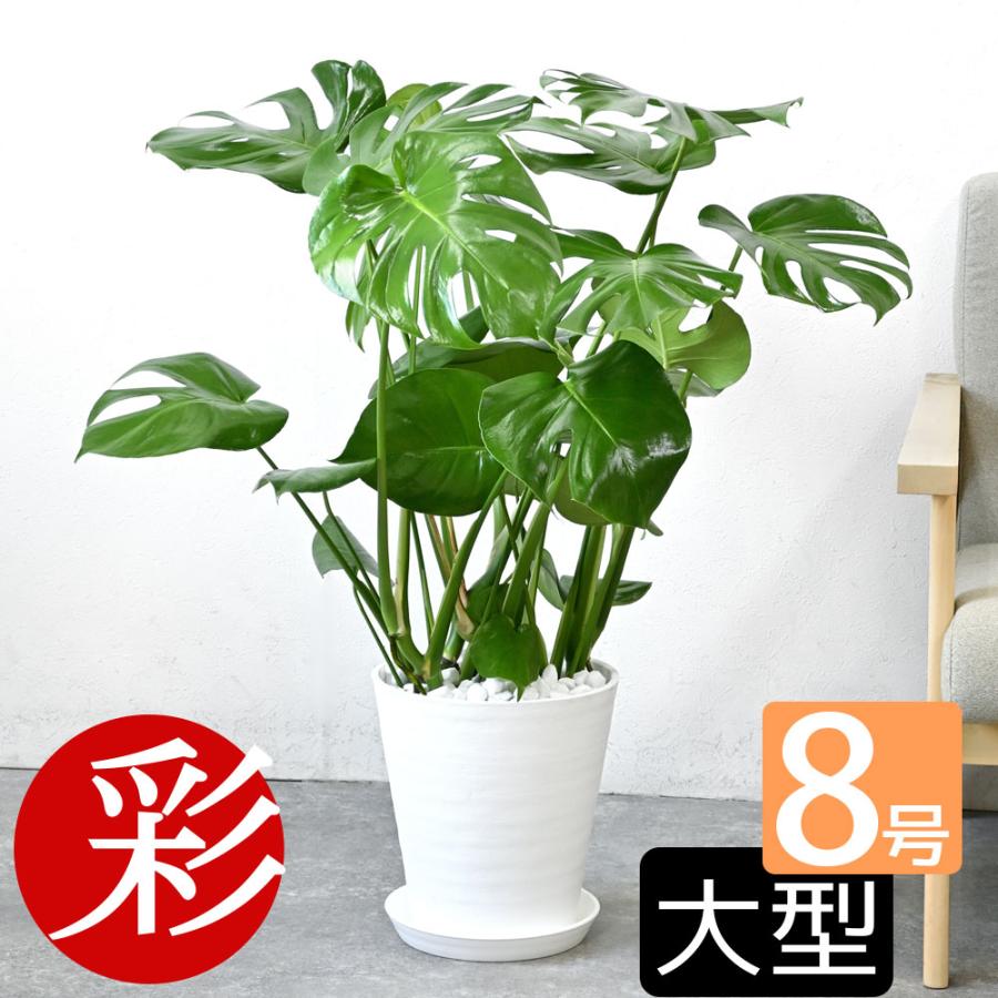 観葉植物 本物 モンステラ セラアート鉢 8号鉢 大型 ブラック ホワイト