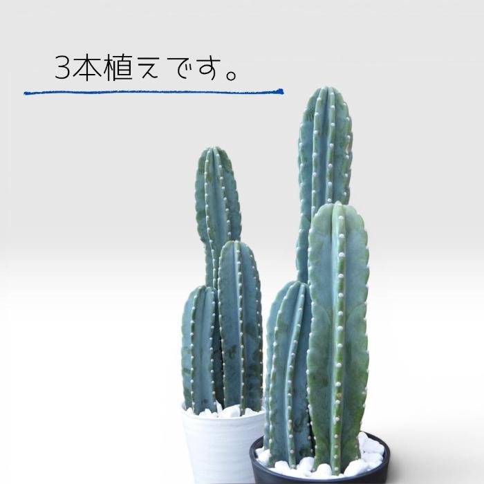 観葉植物 本物 柱サボテンヌーダムセラアート鉢 8号鉢 大型 インテリア