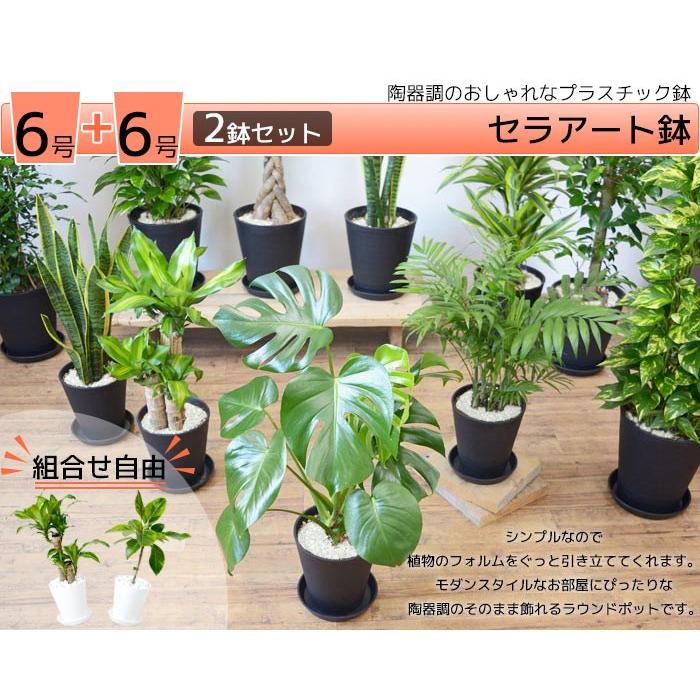 観葉植物 本物 6号+6号鉢 2鉢セット 種類 選べる セラアート鉢
