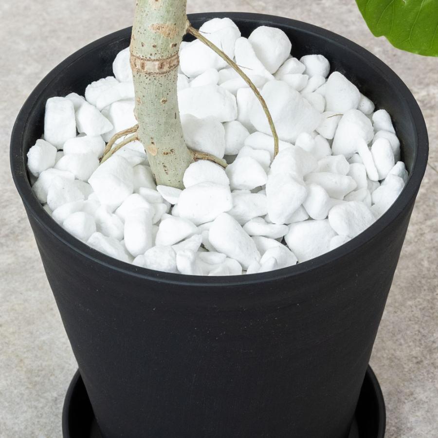 残りわずか】観葉植物 本物 フィカス・ウンベラータ セラアート鉢 8号