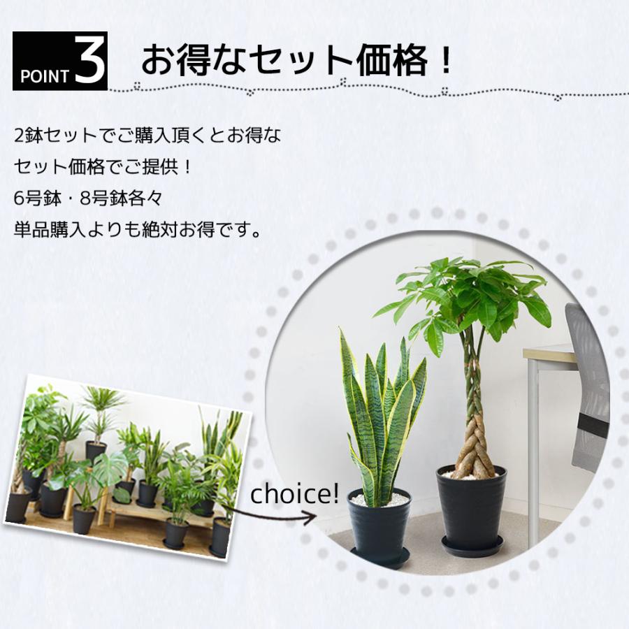 観葉植物 本物 2鉢セット 8号鉢+6号鉢 セラアート鉢 選べる 観葉植物 本物 2鉢セット 8号鉢+6号鉢 セラアート鉢 選べる