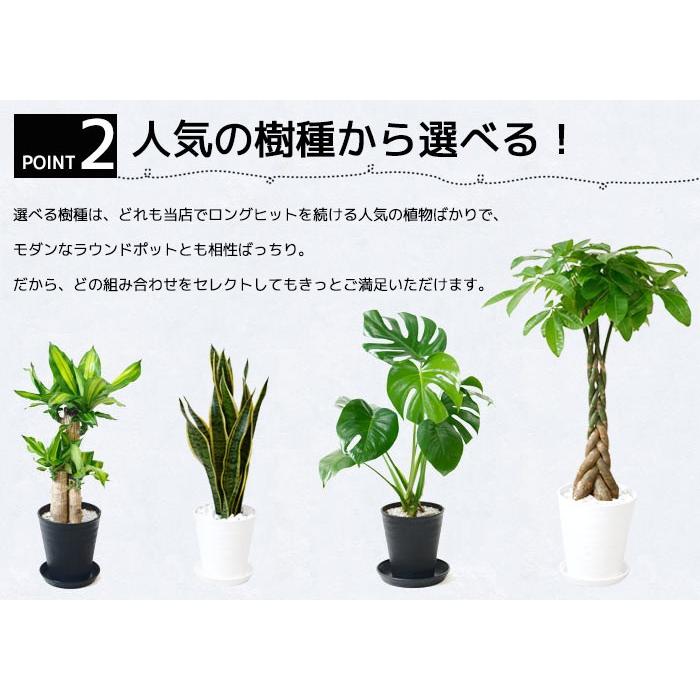 観葉植物 2鉢セット 8号鉢 6号鉢 セラアート鉢 大型 モンステラ サンスベリア ドラセナ ユッカ アレカヤシ パキラ ガジュマル ブラック ホワイト 母の日 Cr 観葉植物の専門店 彩植健美 通販 Yahoo ショッピング