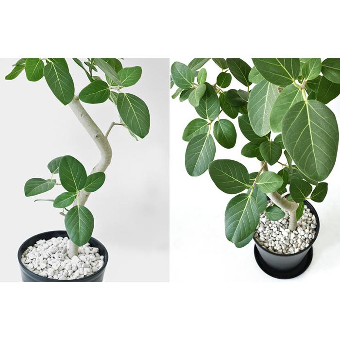 観葉植物 本物 10号鉢 種類 選べる セラアート鉢 大型 パキラ 観葉植物 本物 10号鉢 種類 選べる セラアート鉢 大型 パキラ