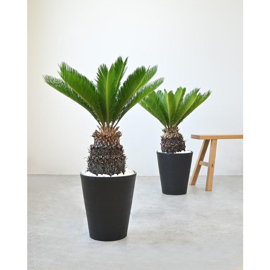 観葉植物 本物 ソテツ セラアート鉢 10号鉢 屋外用 インテリア