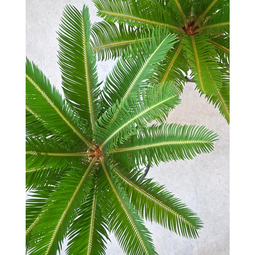 観葉植物 本物 ソテツ セラアート鉢 10号鉢 屋外用 インテリア