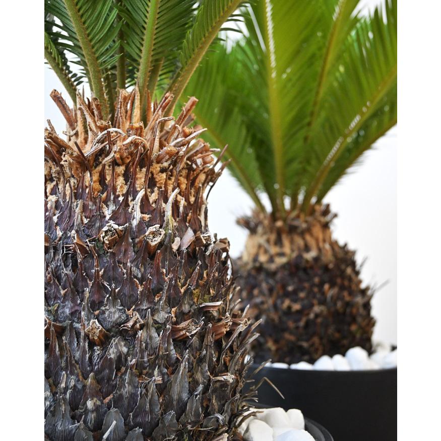 観葉植物 本物 ソテツ セラアート鉢 10号鉢 屋外用 インテリア
