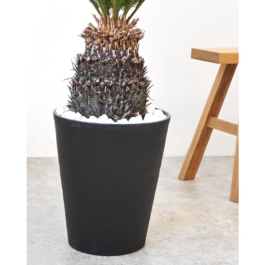 観葉植物 本物 ソテツ セラアート鉢 10号鉢 屋外用 インテリア
