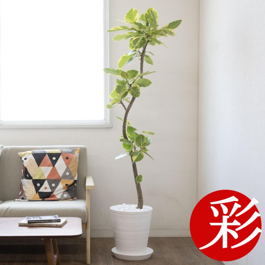 観葉植物 本物 フィカス・アルテシーマ・バリエガータ セラアート鉢