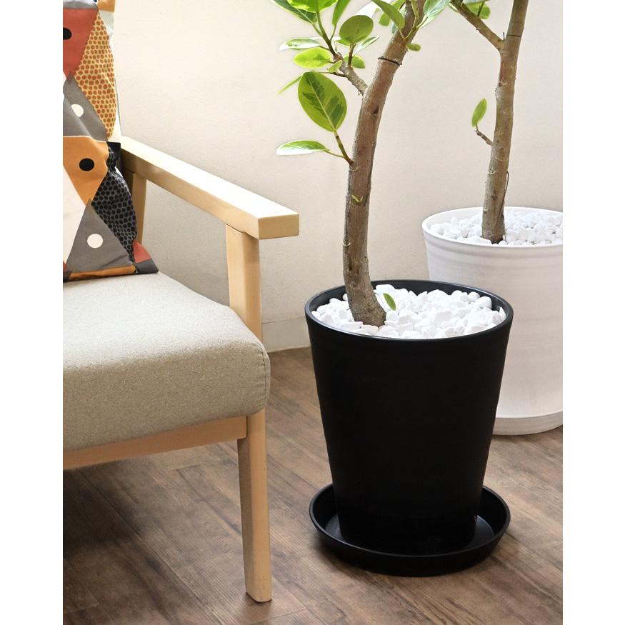 観葉植物 本物 フィカス・アルテシーマ・バリエガータ セラアート鉢