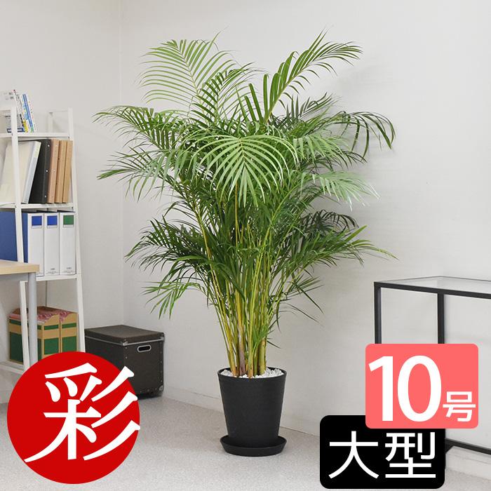 観葉植物 本物 アレカヤシ セラアート鉢 10号鉢 大型 ブラック 観葉植物 本物 アレカヤシ セラアート鉢 10号鉢 大型 ブラック