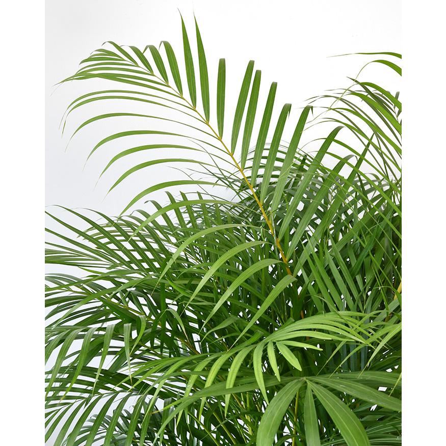 観葉植物 本物 アレカヤシ セラアート鉢 10号鉢 大型 ブラック