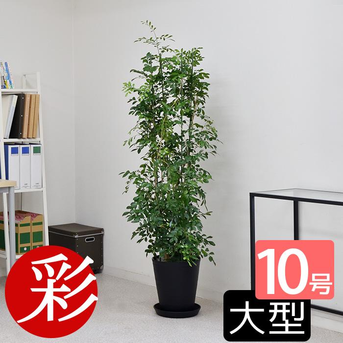 観葉植物 本物 シルクジャスミン ゲッキツ セラアート鉢 10号鉢 大型