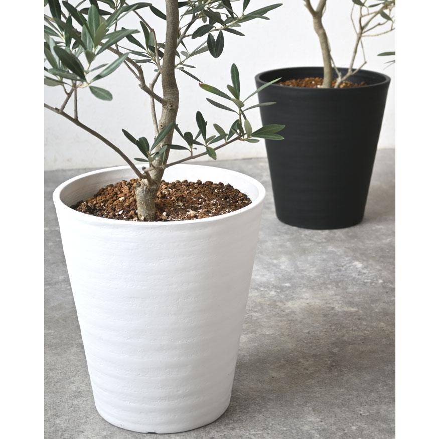 観葉植物 本物 オリーブ セラアート鉢 8号鉢 屋外用 インテリア 